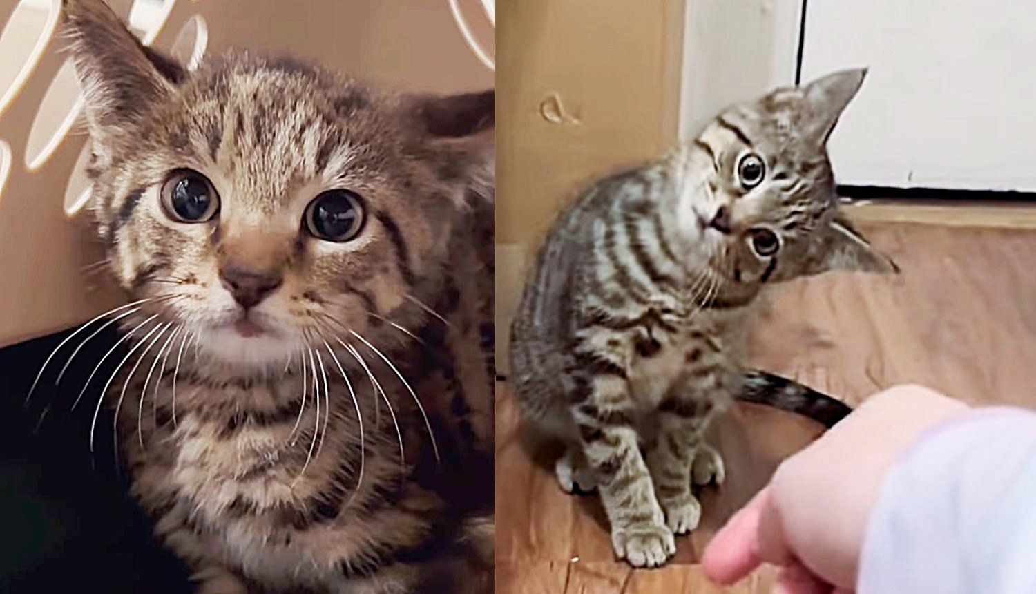 Feral Kitten Pushed Everyone Away but Decided to Trust for the First ...