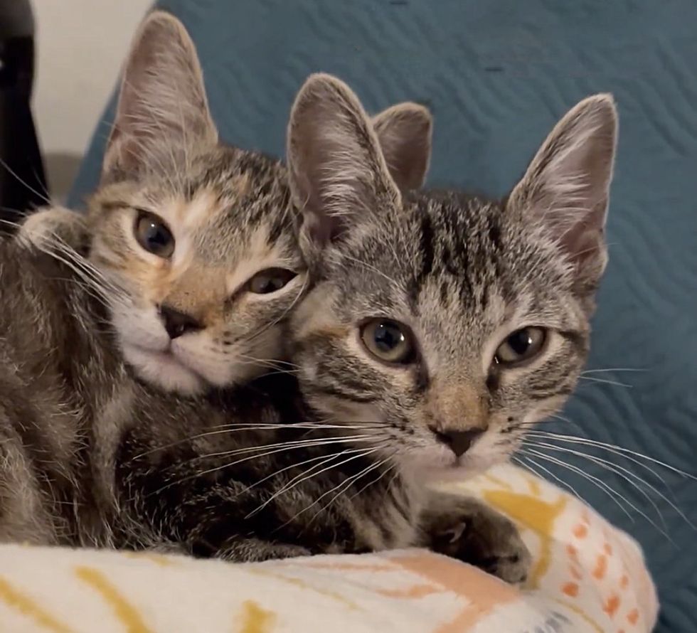 tabby kittens sweet