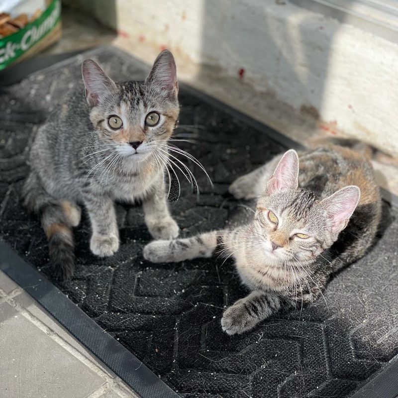 tabby kittens sisters