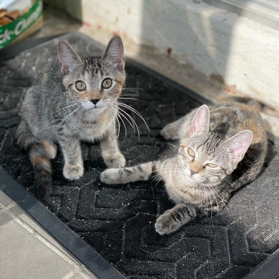 tabby kittens sisters