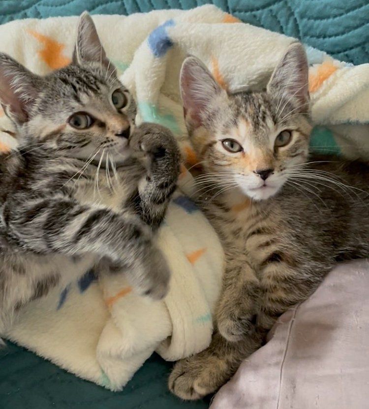 sweet tabby kittens