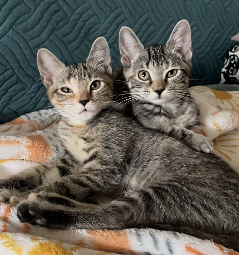 sweet kittens tabbies