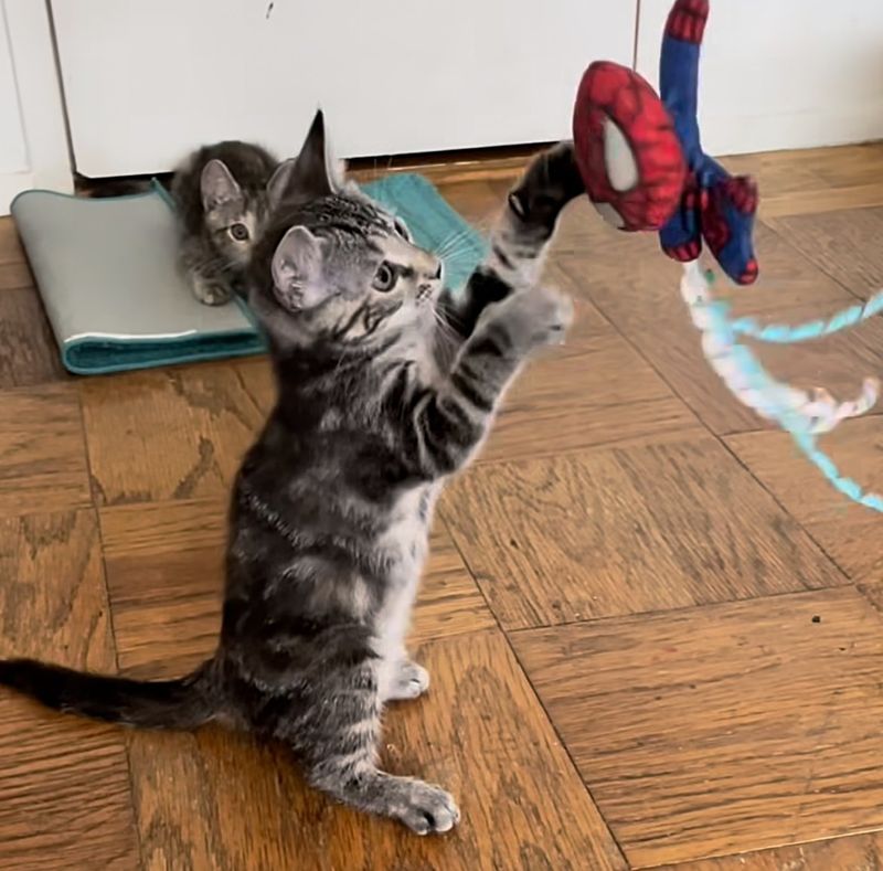 playful tabby kittens