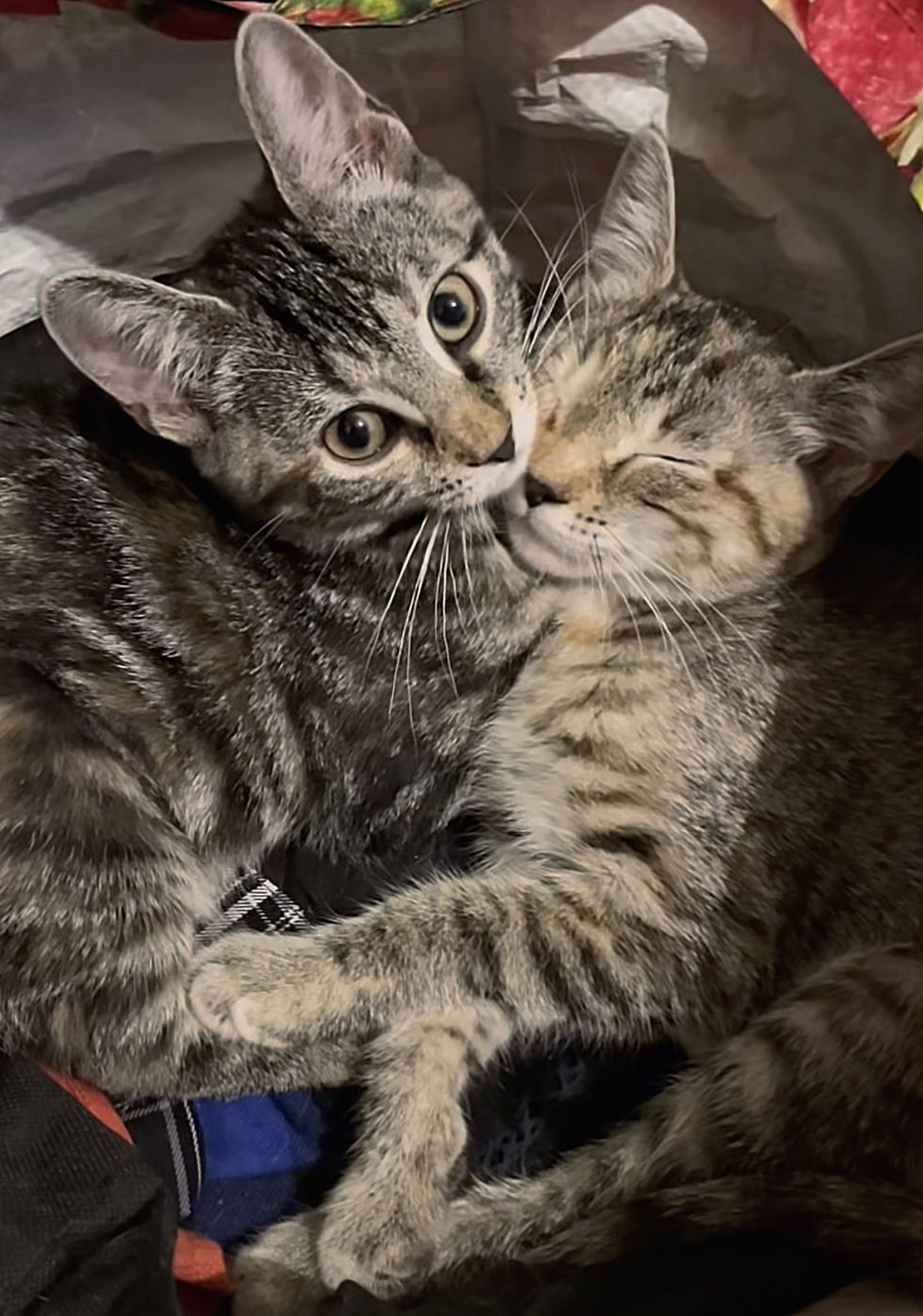 cuddly kittens sweet