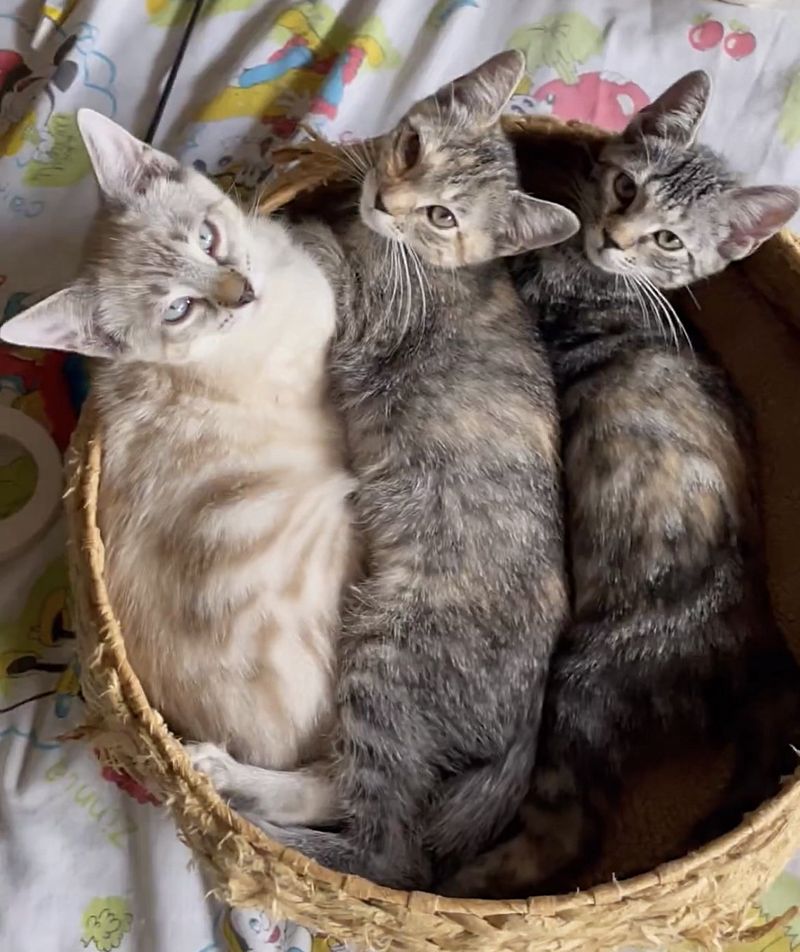 kittens snuggling sweet