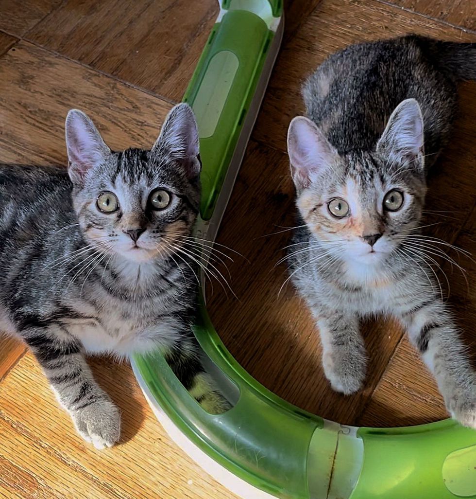 sweet tabby kittens