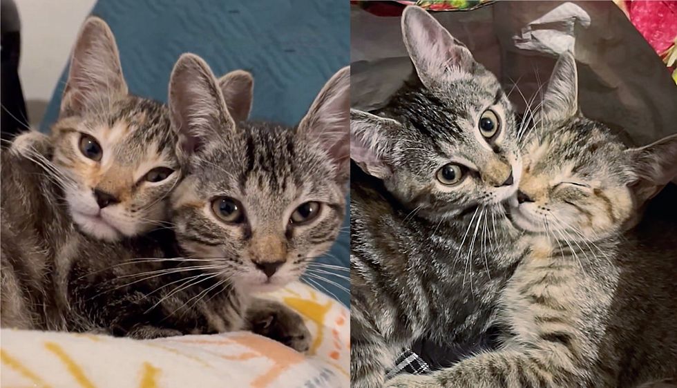 Kittens Who Were Left at Petco, Realize Shelter Volunteer is There to Help Them, They Run into Her Arms