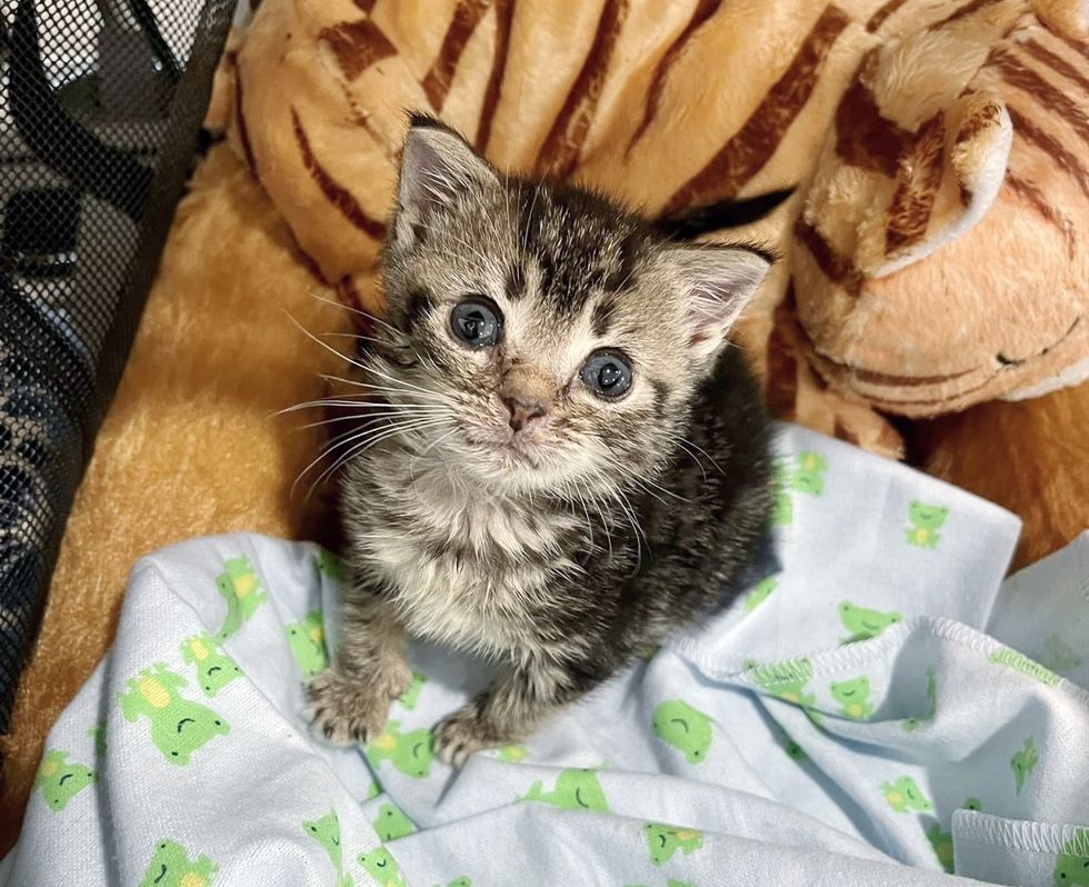 small kitten tabby