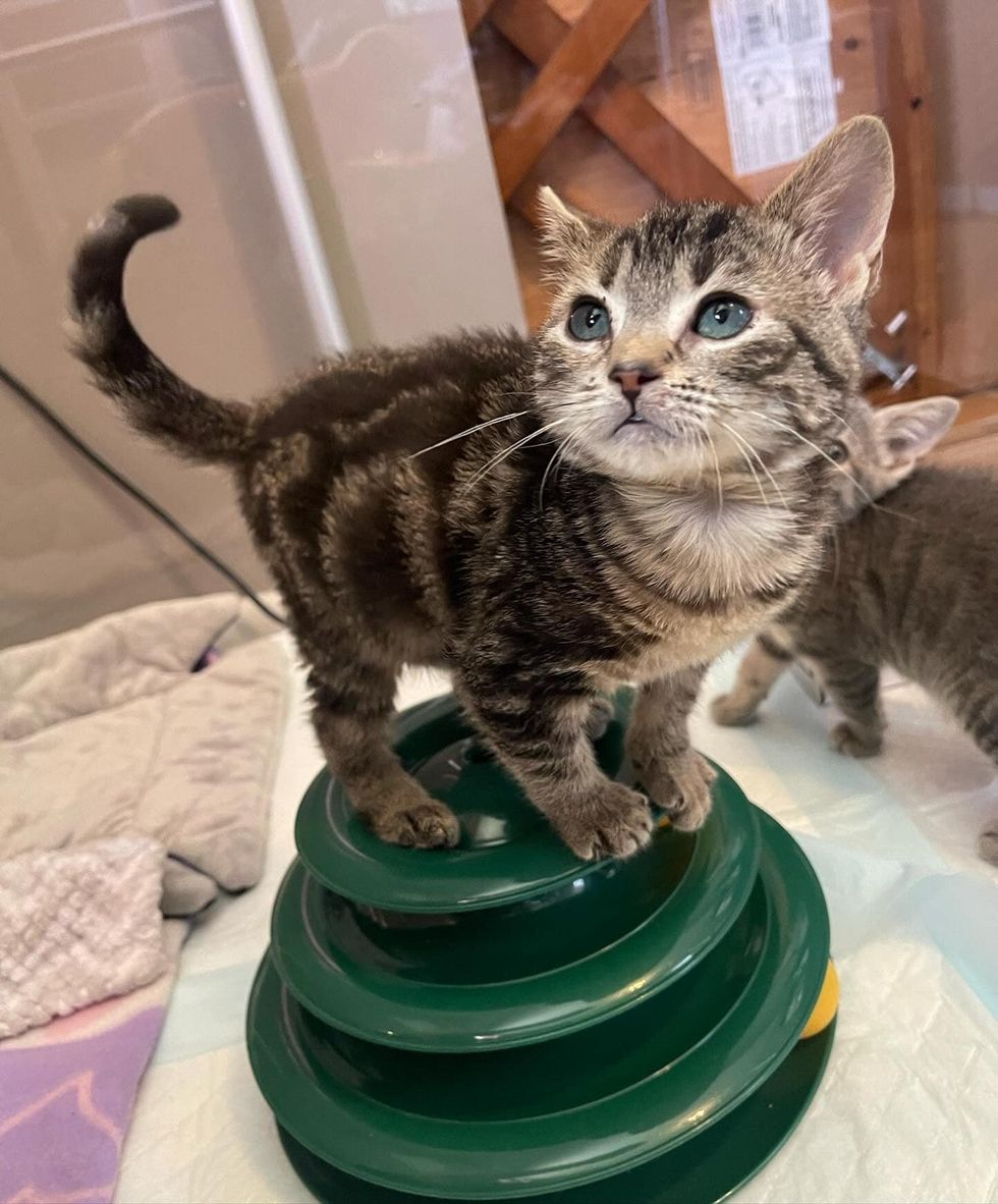 kitten standing toy