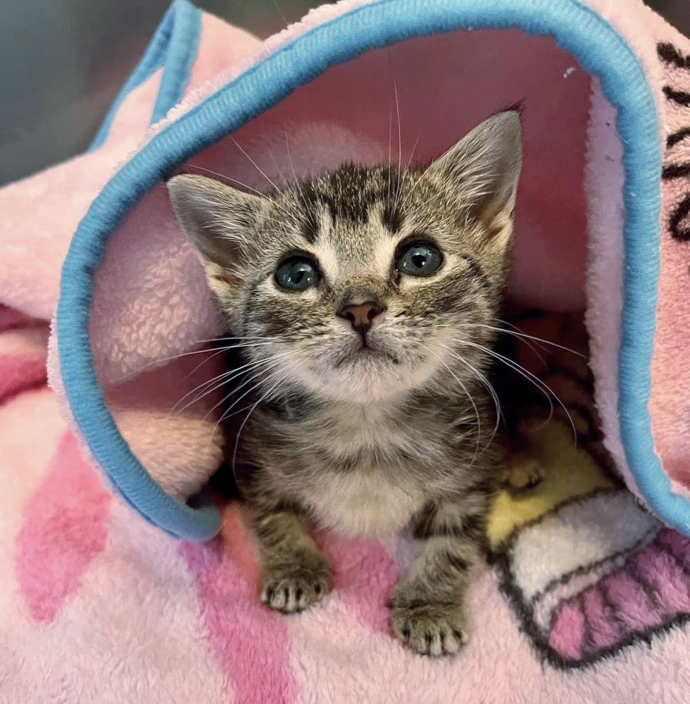 small kitten tabby blanket