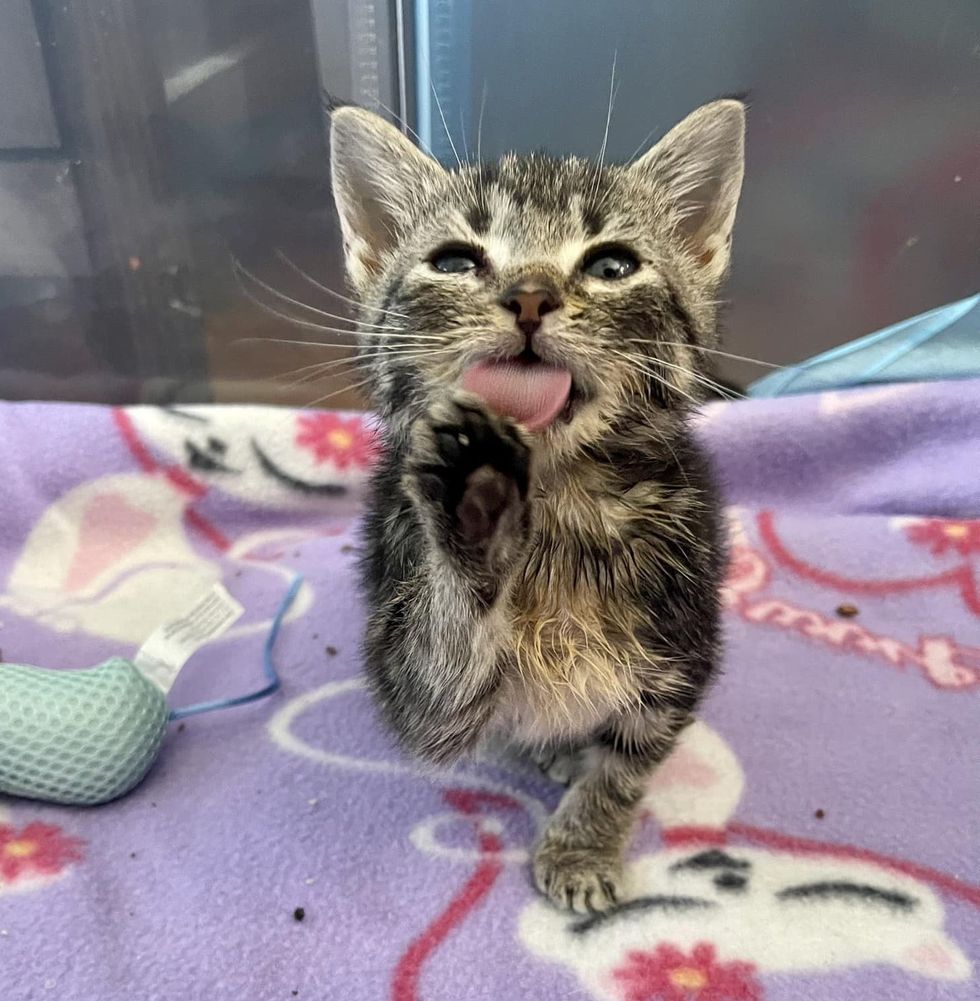 cute tabby kitten tongue