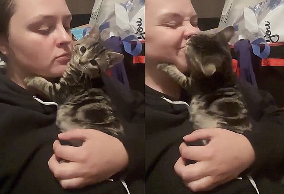 kitten grab face cute