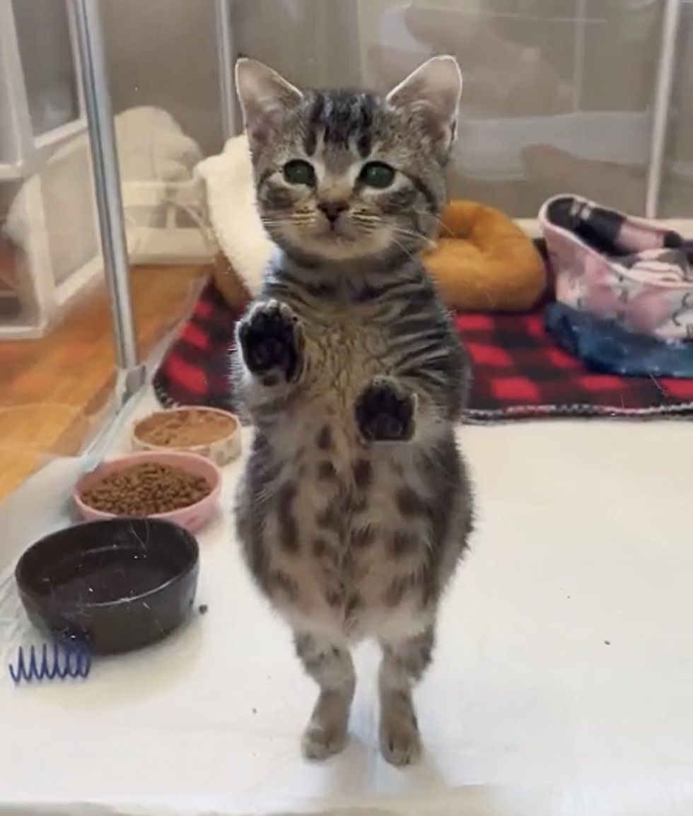 tabby kitten round belly