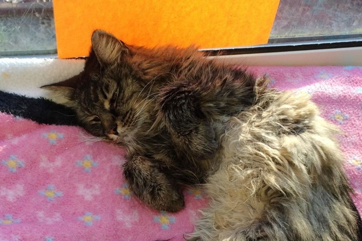 Forrest is 20, He's Spending His Retirement in Sunny Window with a Note at Shelter