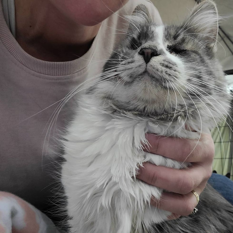 sweet fluffy cat snuggles