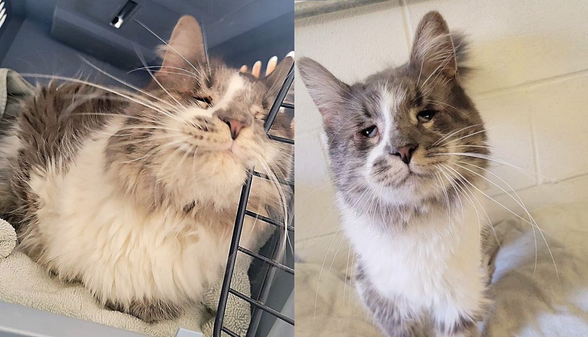 Cat Tried to Get People to Notice Him with His Charming Face for Two Years, Finally Had His Dream Realized