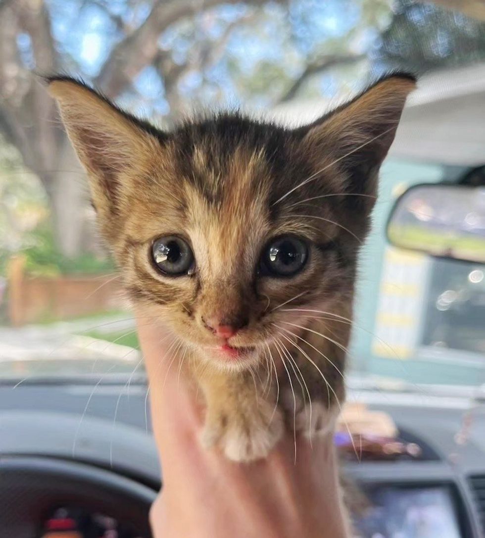 stray kitten tiny