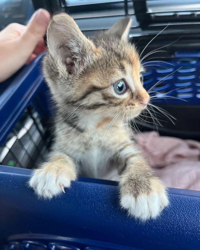 sweet kitten carrier