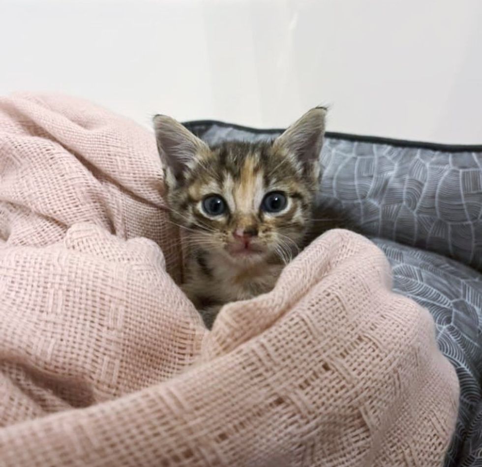 sweet kitten cuddle blanket