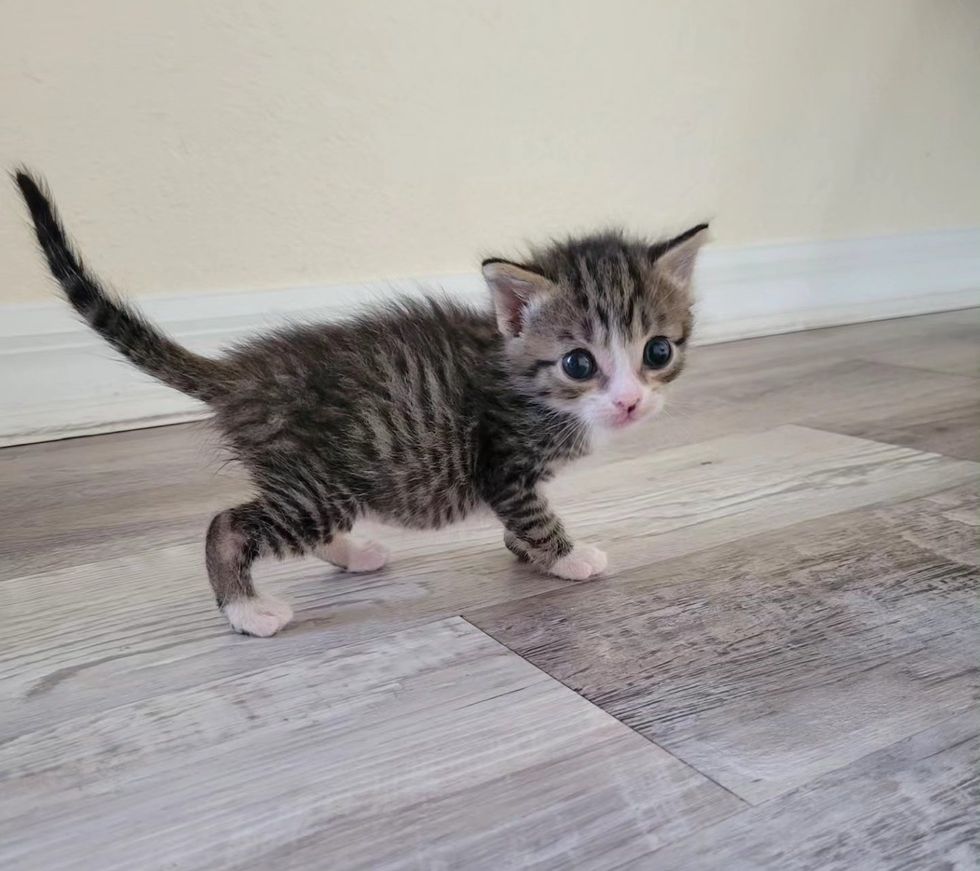 tiny tabby kitten