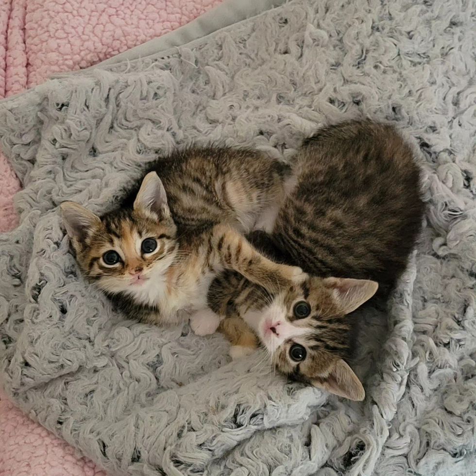 cuddly kittens tabby
