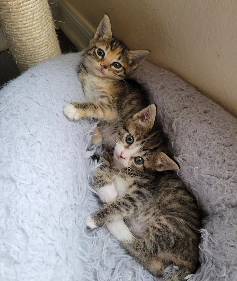 snuggly kittens friends