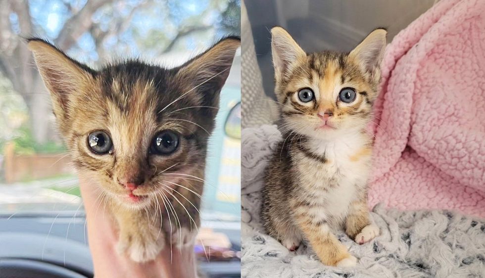 Kitten Seen Sitting Near Traffic Lights Now Spends Each Day Holding Another Young Cat in Warm Home