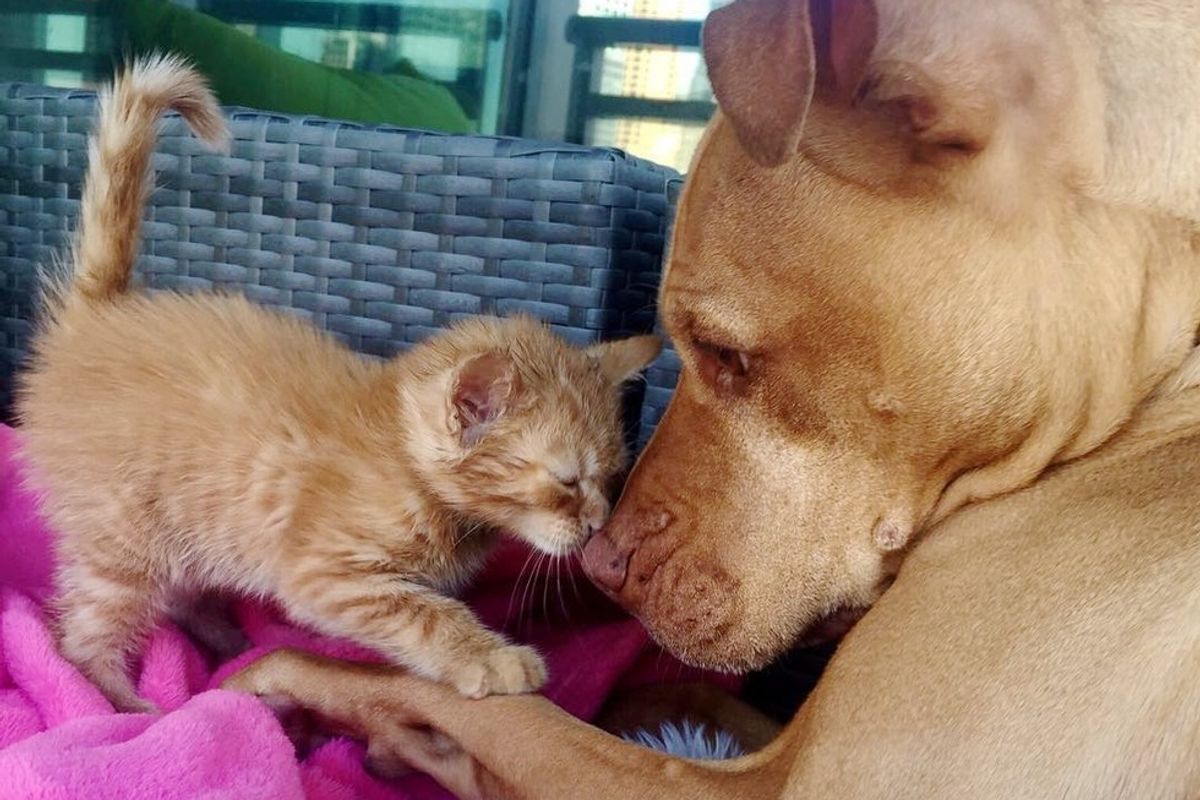 ginger rescue kitten loves kisses rescue pitbull