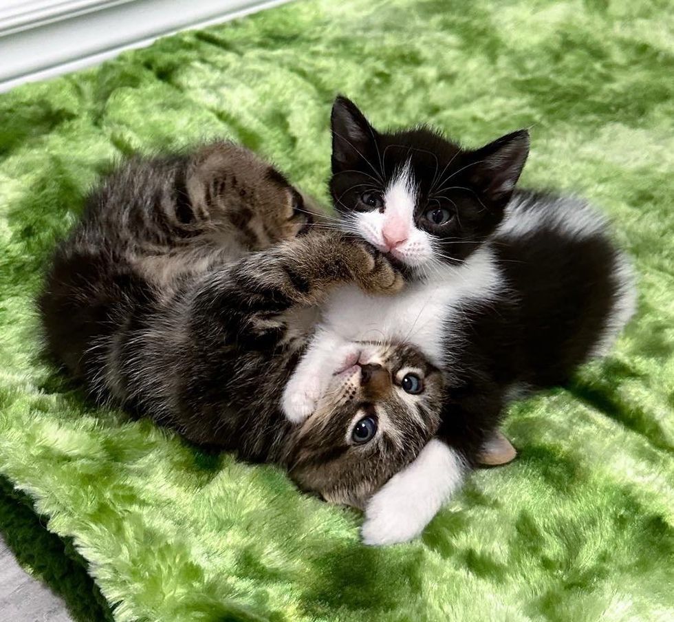 playful kittens sweet