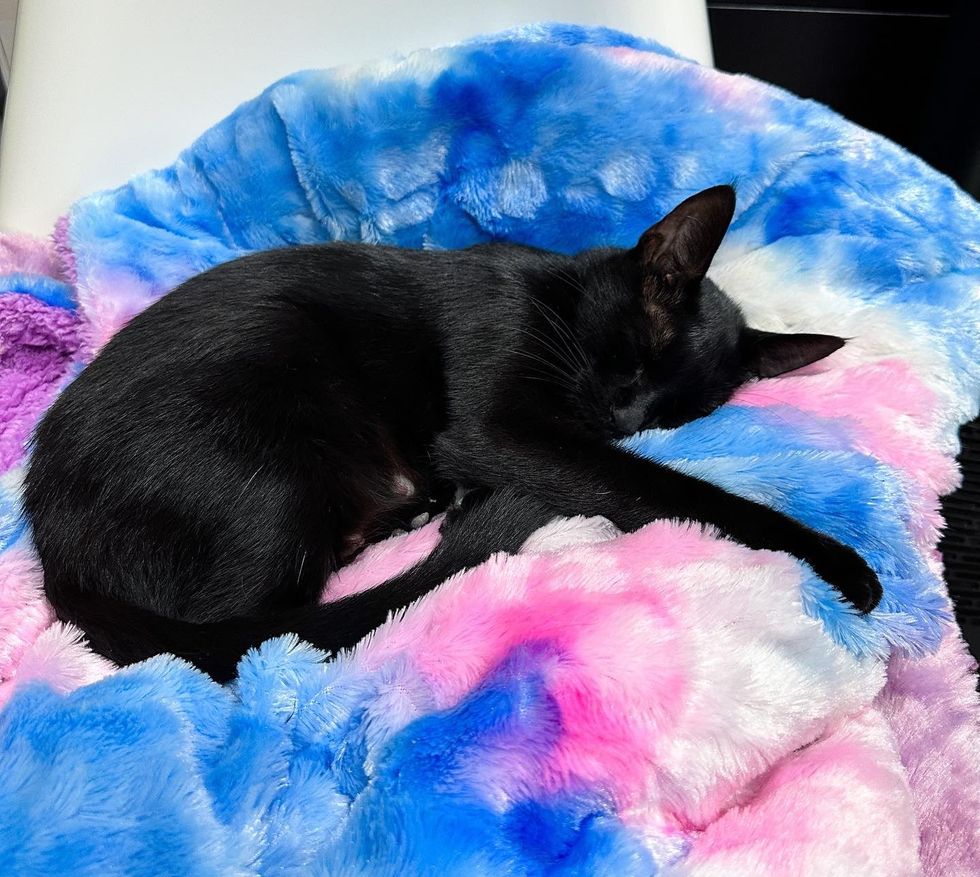 sweet cat snuggly blanket