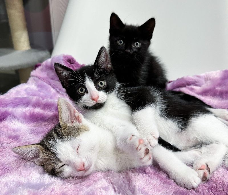 snuggly sleeping kittens