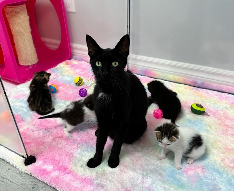 cat mom kittens