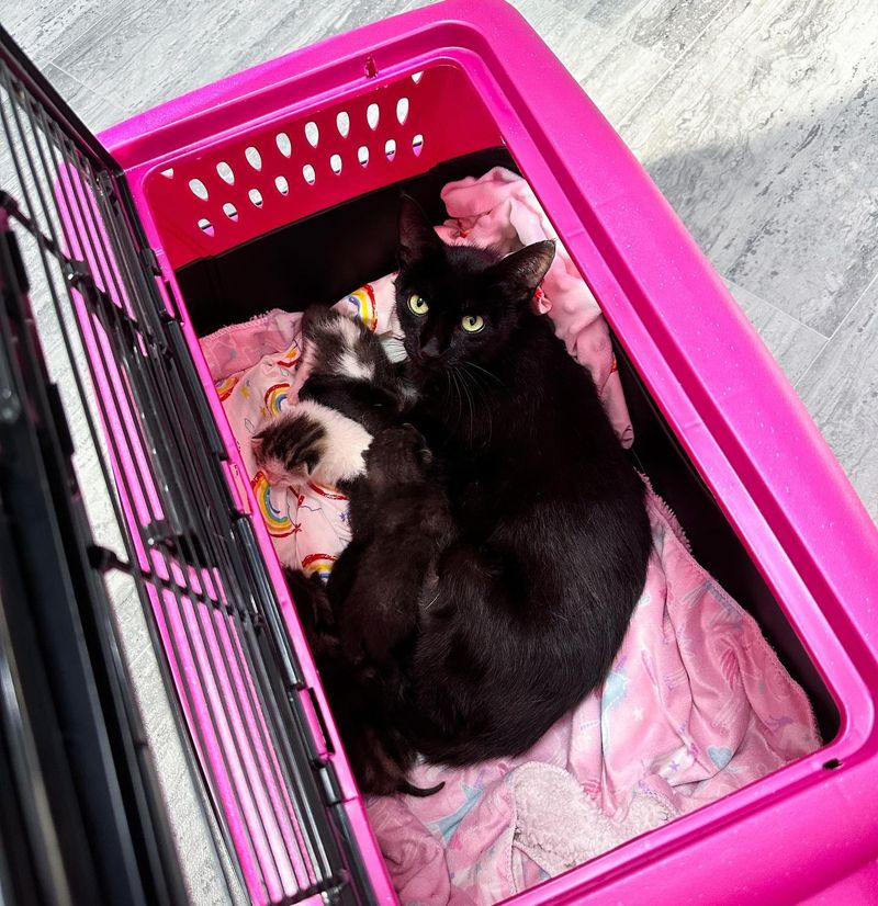 cat mom nursing kittens