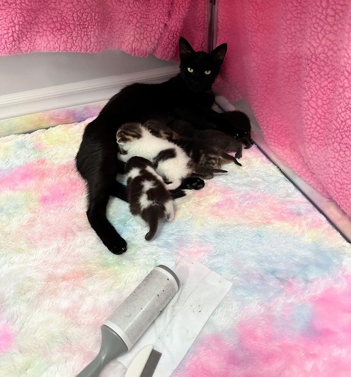 cat mom nursing kittens