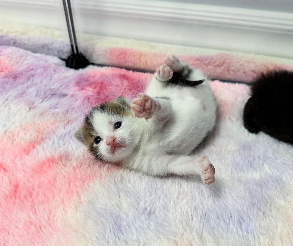 sweet tiny kitten rolling