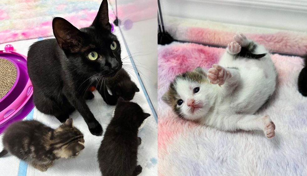 Cat Brimming with Joy When Kind Woman Gives Her and 5 Kittens a Roof Over Their Heads and Fresh Start