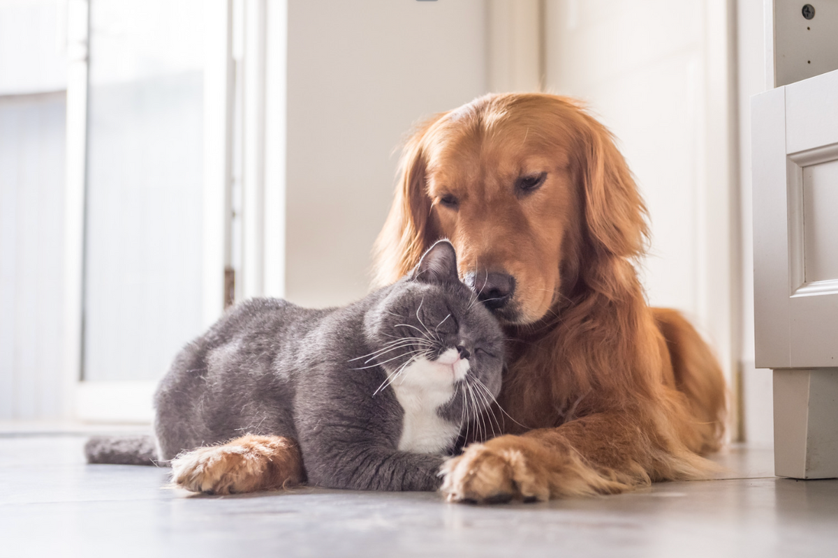 cats, dogs, pets, love languages