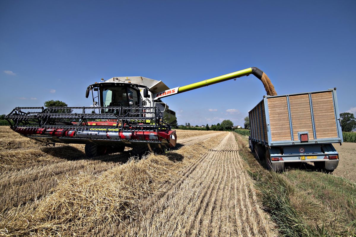 L’Ue vuole imporre ai contadini di non seminare grano per un anno