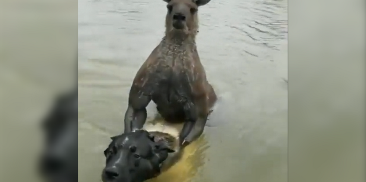 Video: Man fights off kangaroo that was trying to drown his dog in a river: 'Let go of my dog!'