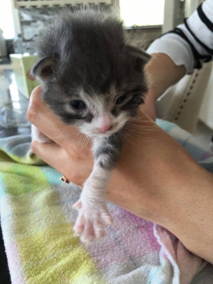 Kitten Found All By Himself Now Has Someone To Snuggle With - Love Meow