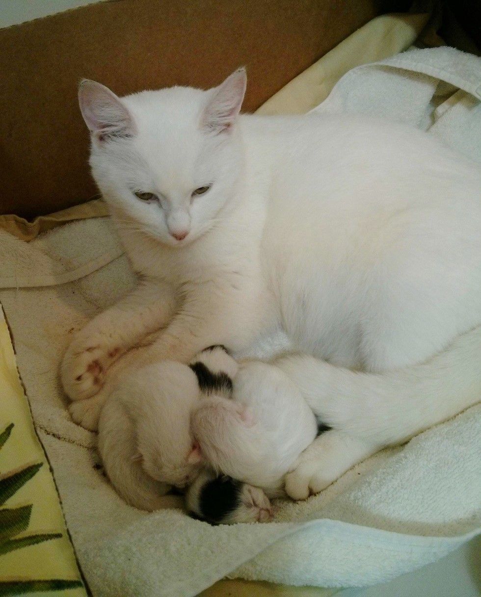 Cottontail The Cat Rescued Just In Time To Deliver 3 Tiny Cotton Balls ...