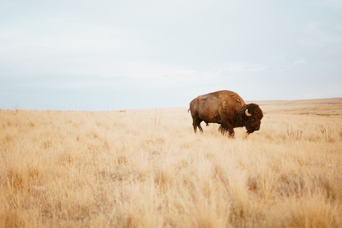 Montana Reporter Goes Viral for Reaction to Yellowstone Bison