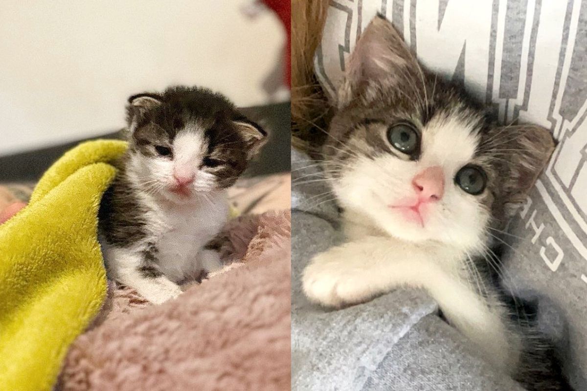 Kitten Brought to Shelter Alone and Started Greeting Everyone, Months Later, Some Things Just Never Change