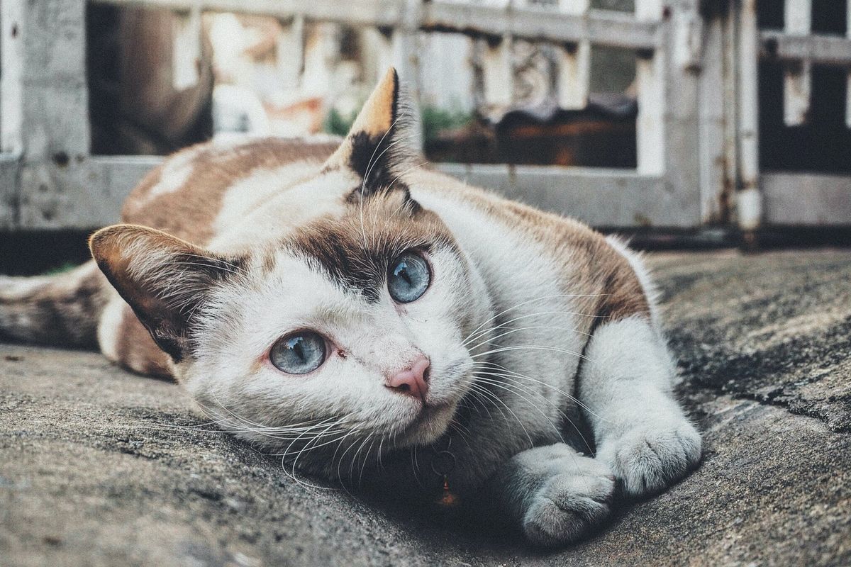 orange and white cat