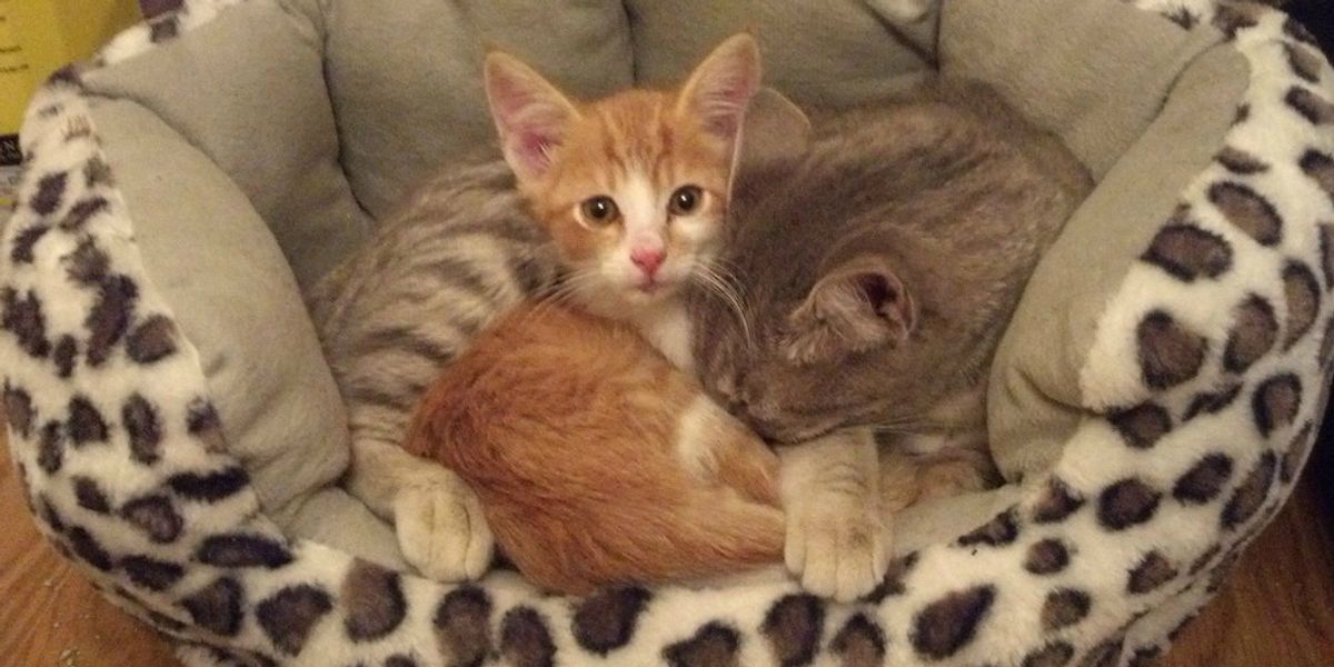 Cat Takes in Weak Stray Kitten and Starts Caring for Him Love Meow