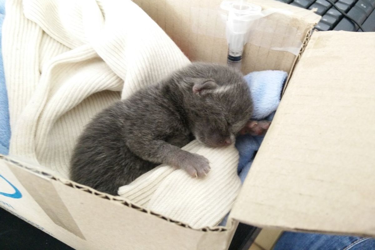 rescued orphaned kitten refused to die