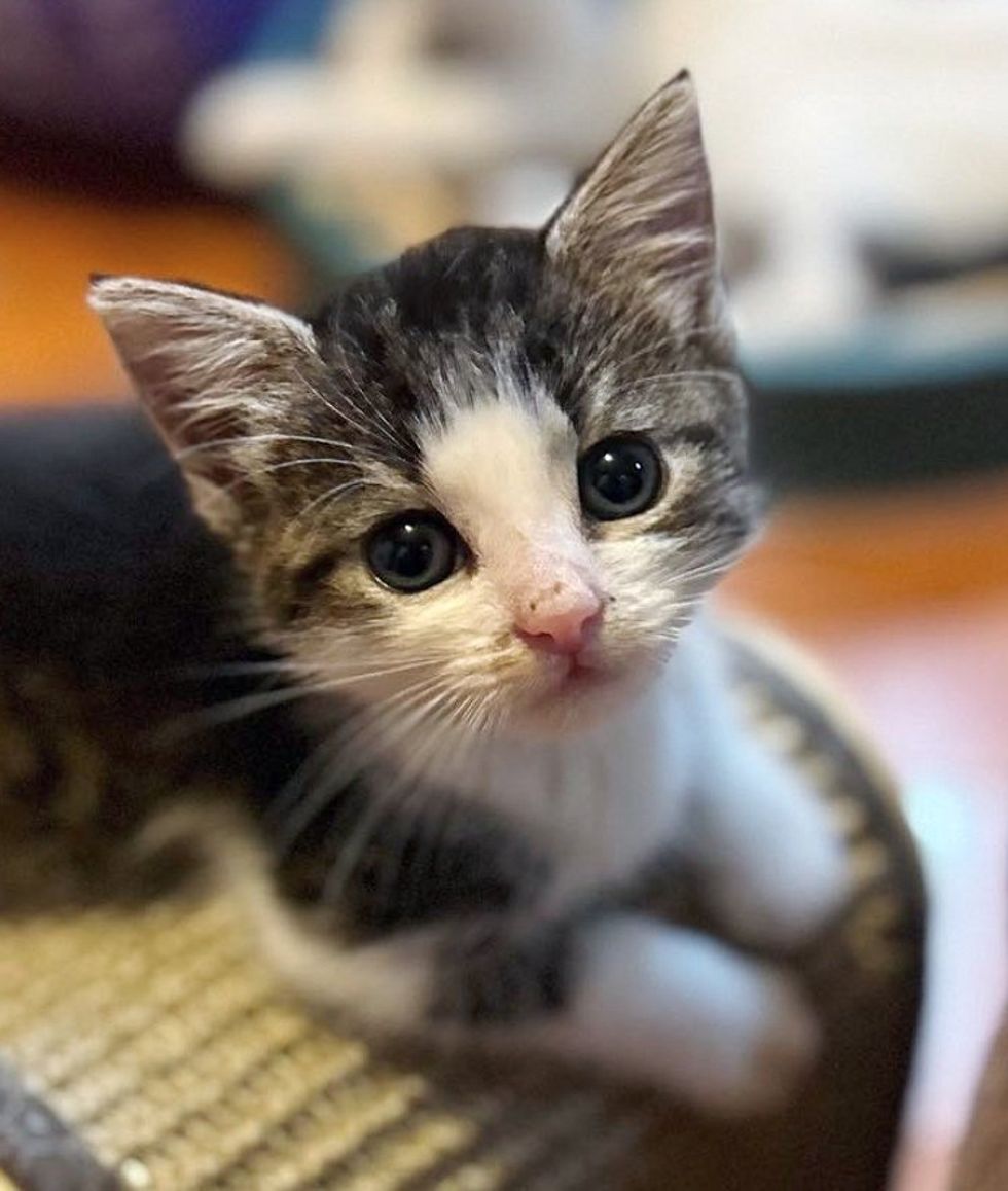 sweet kitten big eyes