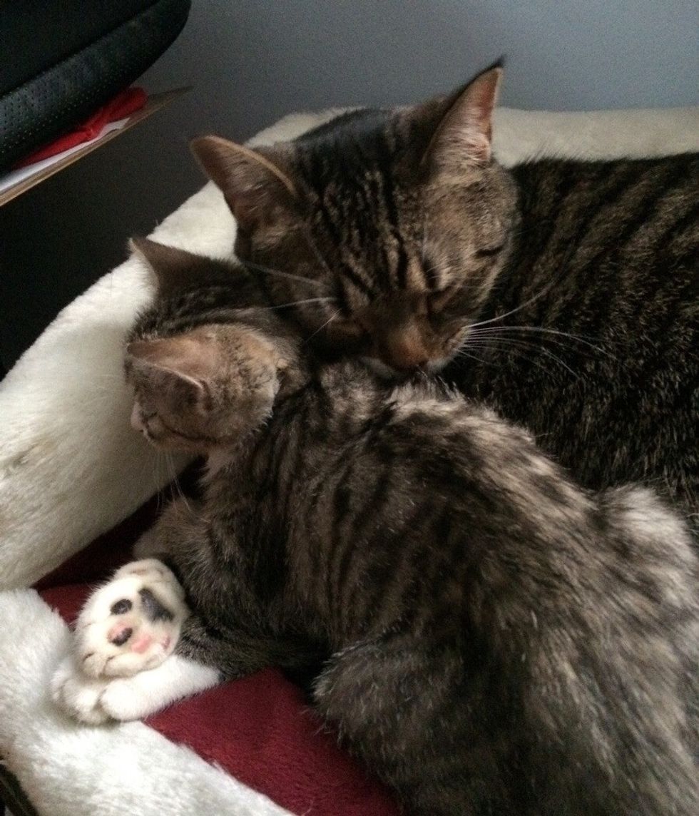 The Joy When Mama Cat Gets Adopted Together with Her Kitten Love Meow