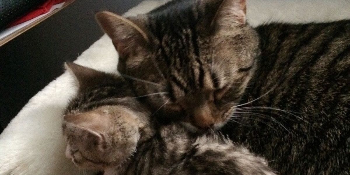 The Joy When Mama Cat Gets Adopted Together with Her Kitten Love Meow