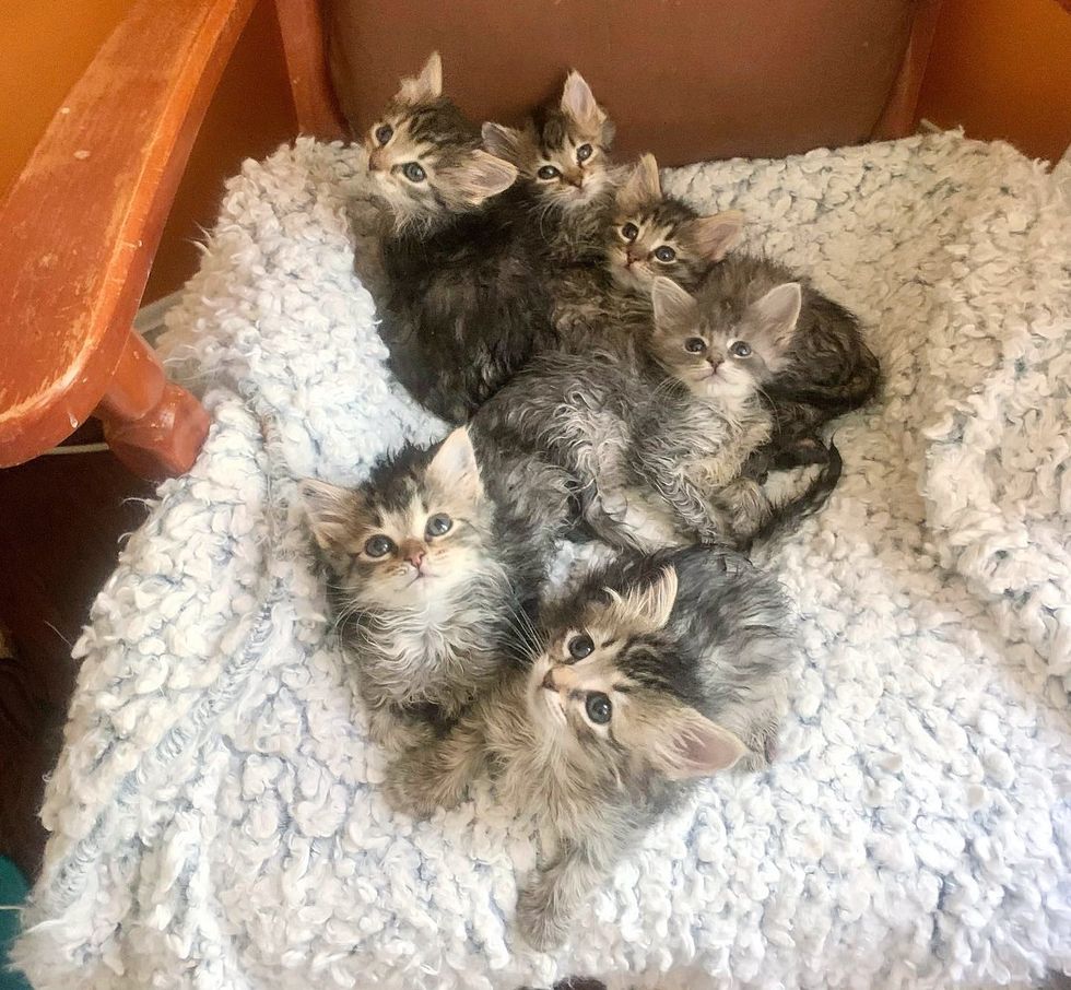 fluffy kittens snuggle cuddle